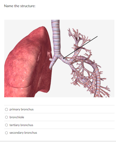 Name the structure: primary bronchus | StudyX