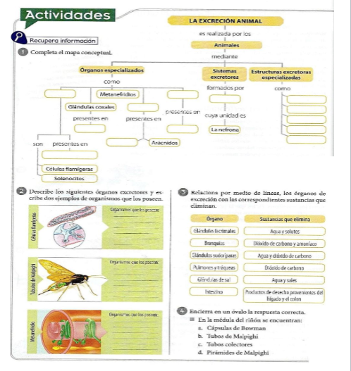 1 Completa el mapa conceptual - Ac549cf48de6488eaaa1c06aa9c8592d