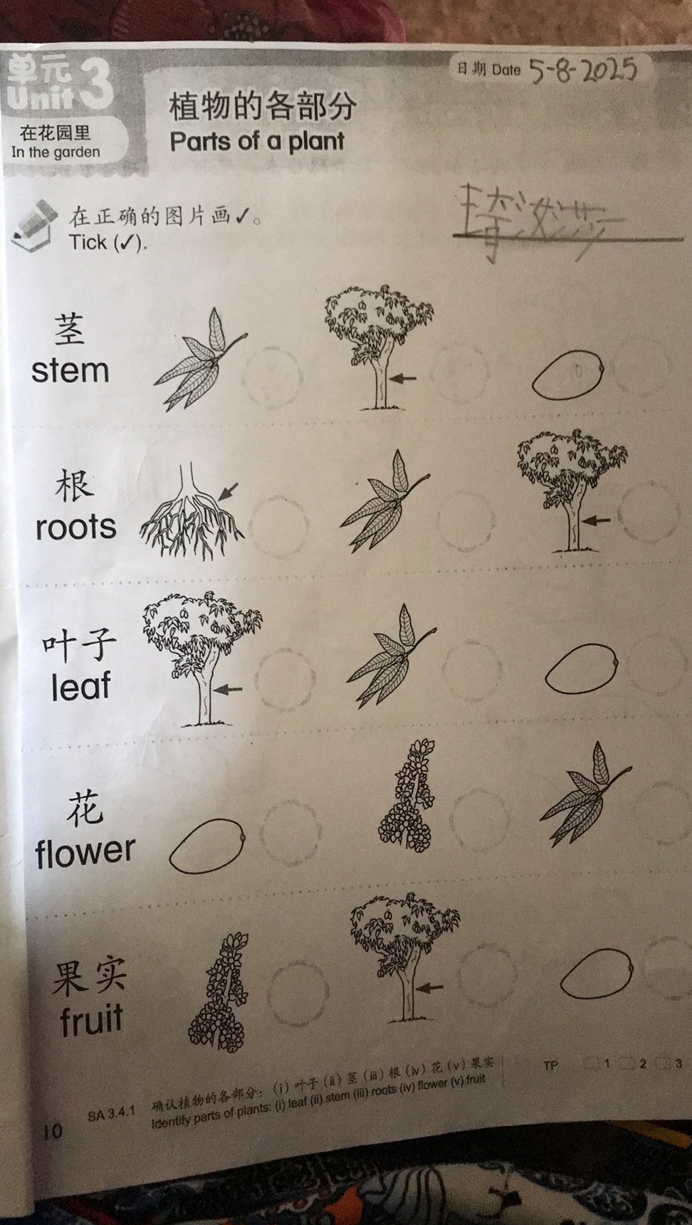 在正确的图片画√。 Tick ( ). 茎 stem 根 roots 叶子 leaf 花