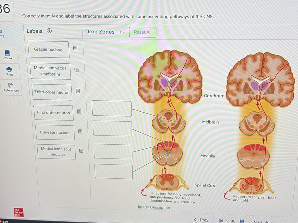 Correctly identify and label the structures