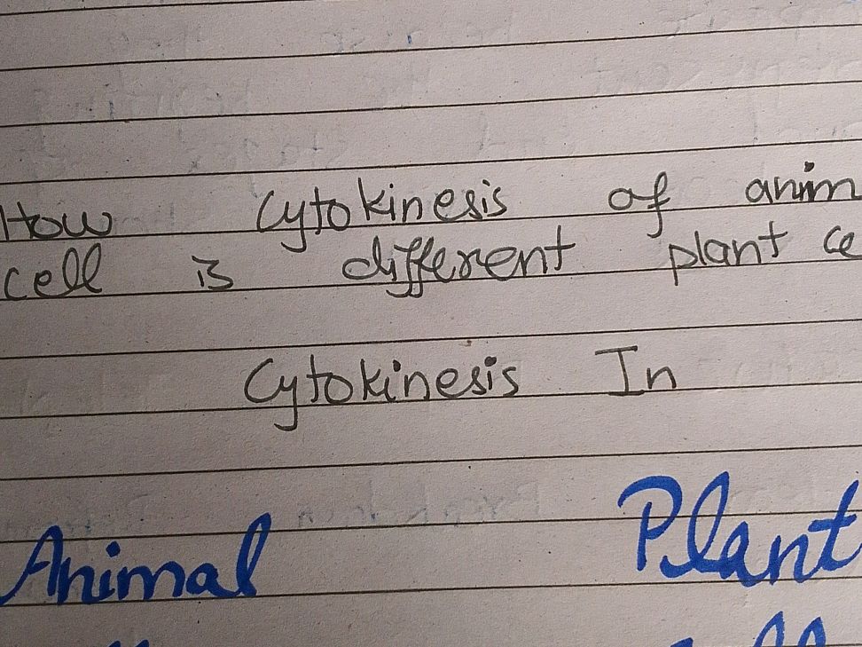 How cytokinesis of animal cell is different | StudyX