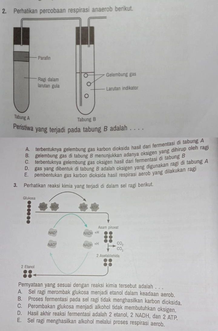 2. Perhatikan percobaan respirasi anaerob | StudyX