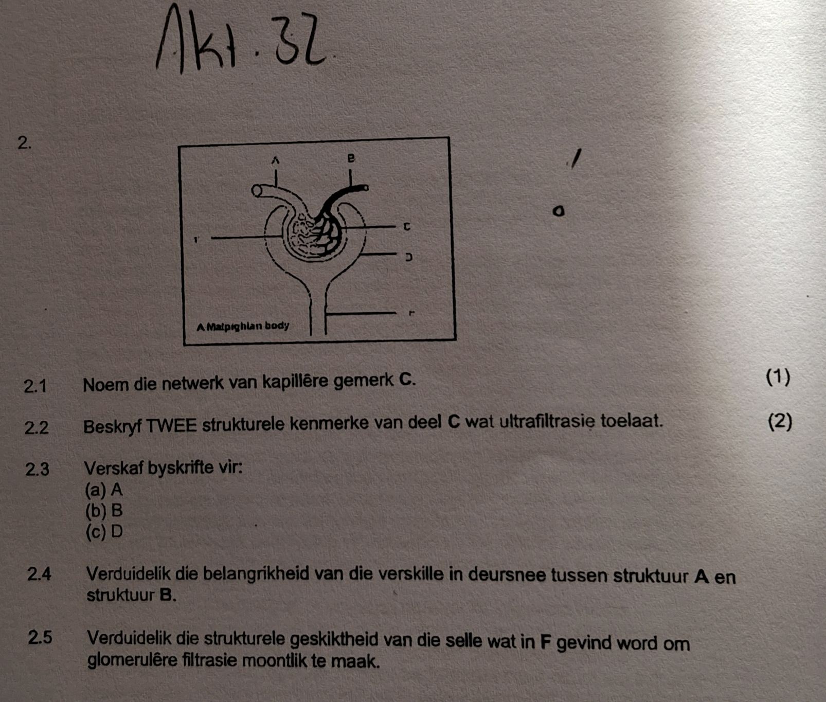 Akt. 32 2. [Diagram of a nephron] A | StudyX