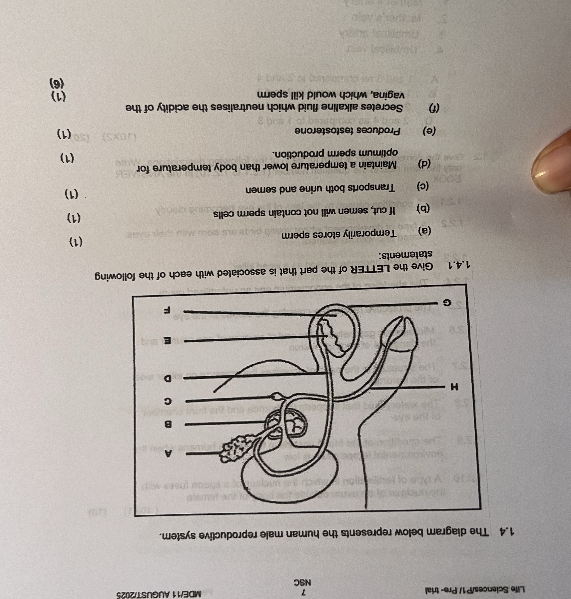 1.4 The diagram below represents the human | StudyX