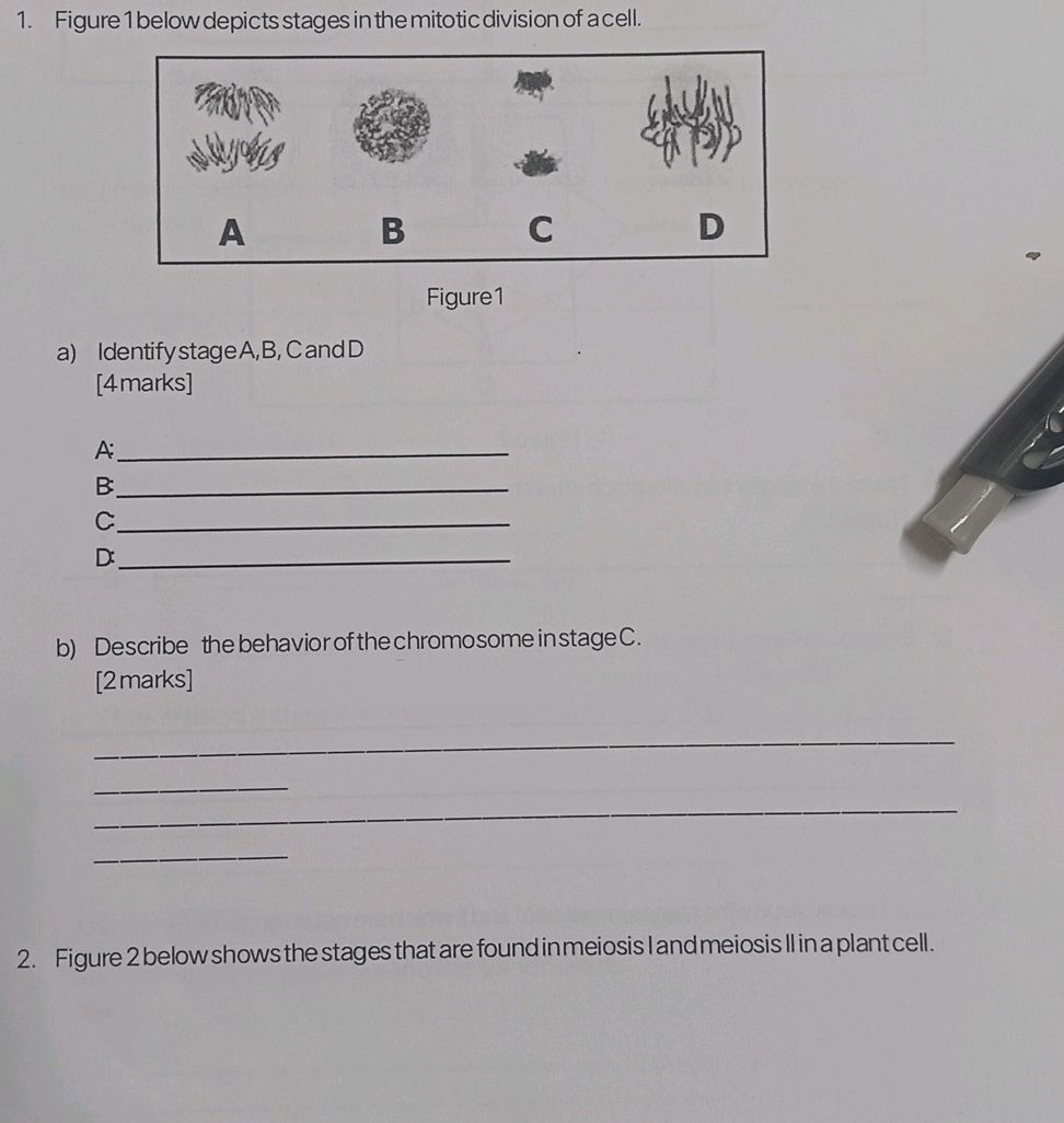1. Figure 1 below depicts stages in the | StudyX