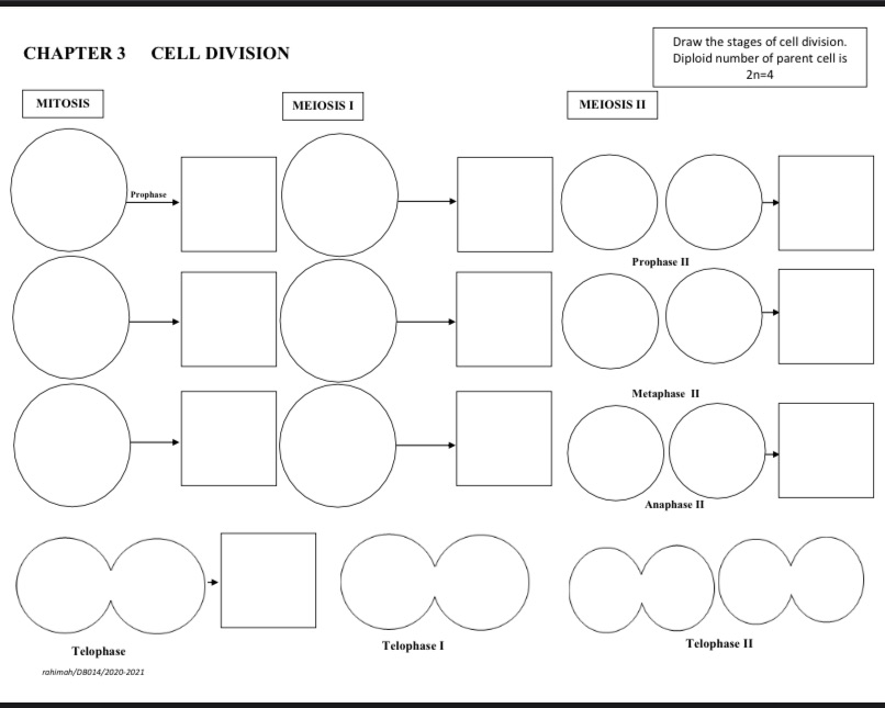 Draw the stages of cell division. Diploid