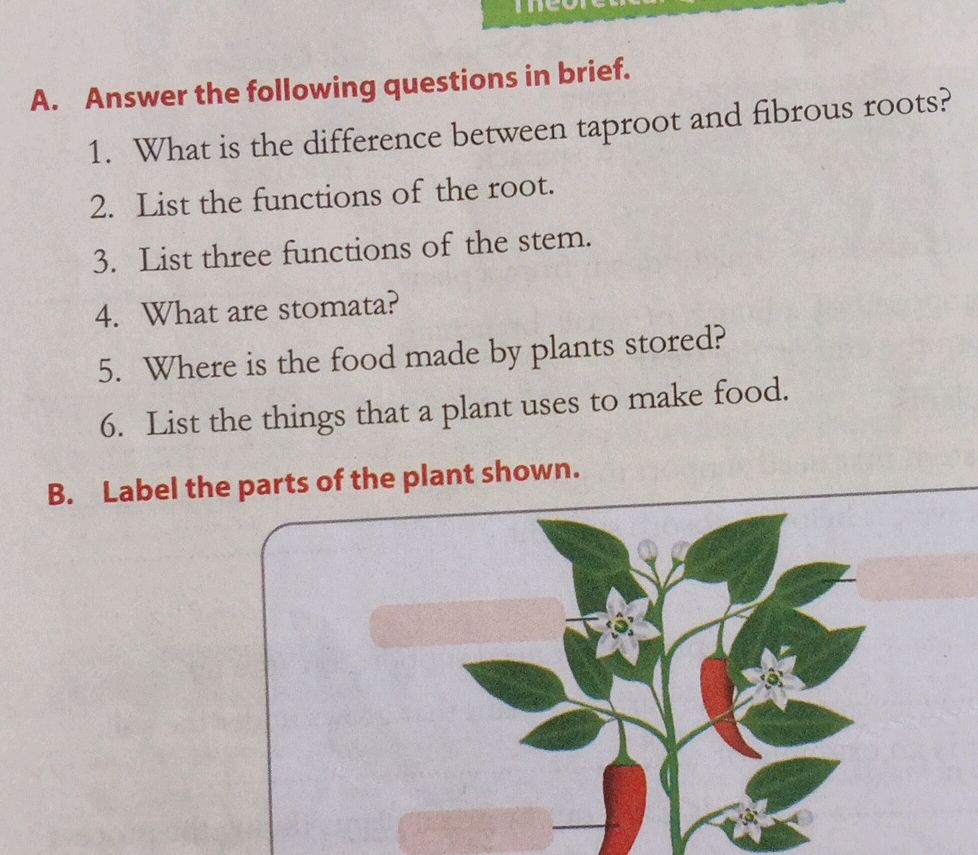 Taproot Questions A. Answer the following questions in brief. | StudyX