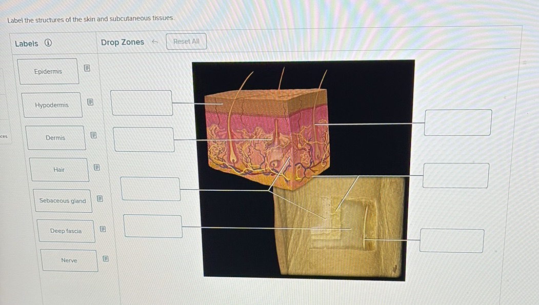 Label the structures of the skin and