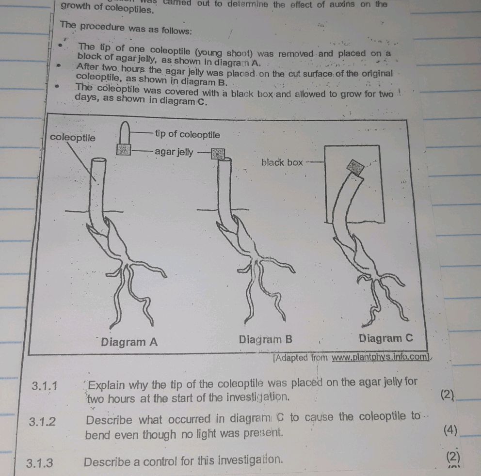 3.1.1 Explain why the tip of the coleoptile
