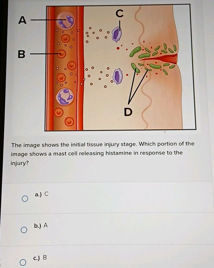 The image shows the initial tissue injury | StudyX