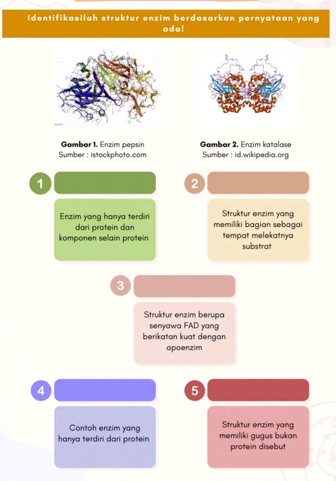 Identifikasilah struktur enzim berdasarkan | StudyX