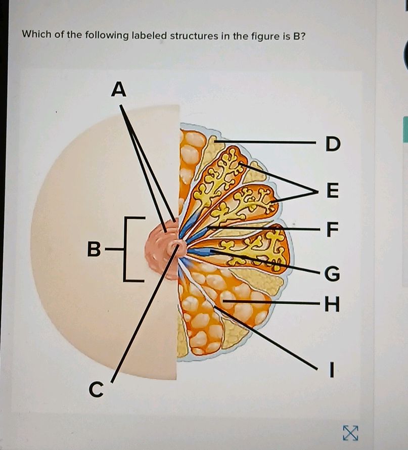 Condida Structures Labeled Which of the following labeled structures in