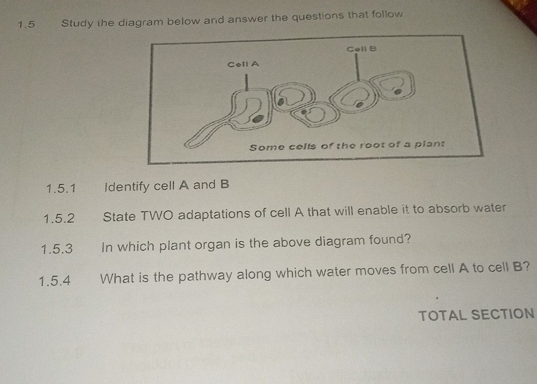 1. 5 Study the diagram below and answer the | StudyX
