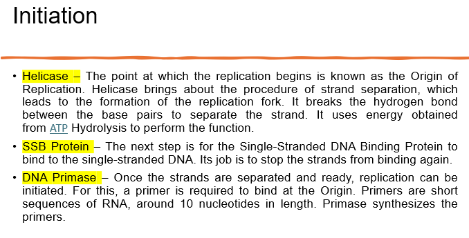 Initiation Helicase - The point at which | StudyX