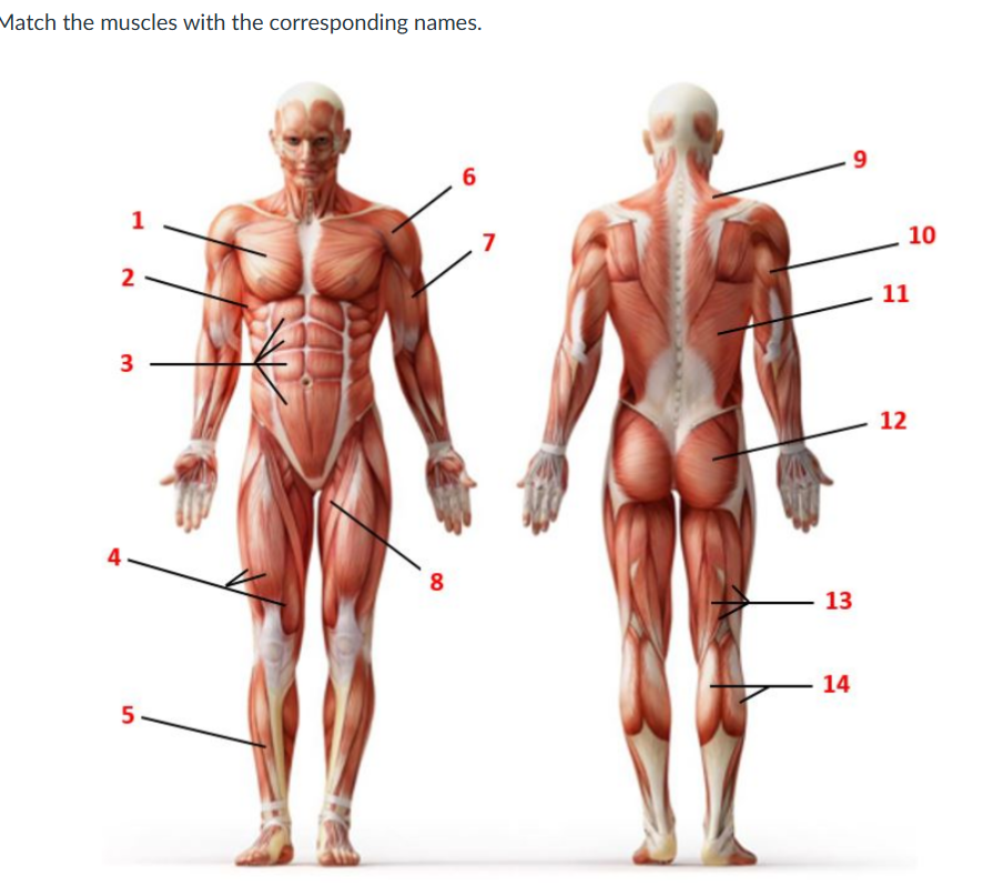 Match the muscles with the corresponding | StudyX