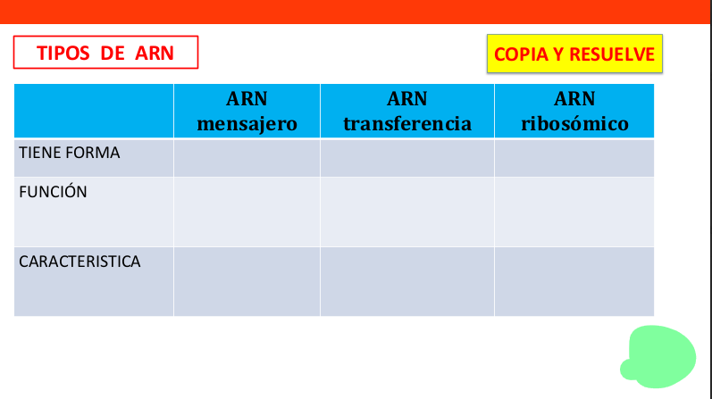 TIPOS DE ARN COPIA Y RESUELVE | | ARN | StudyX