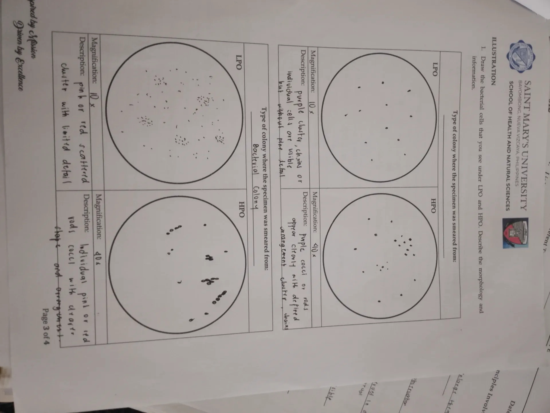 Lpo Magnification Color ILLUSTRATION 1 Draw the bacterial cells that
