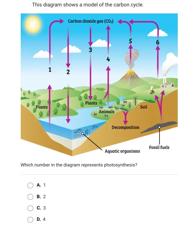 This diagram shows a model of the carbon | StudyX