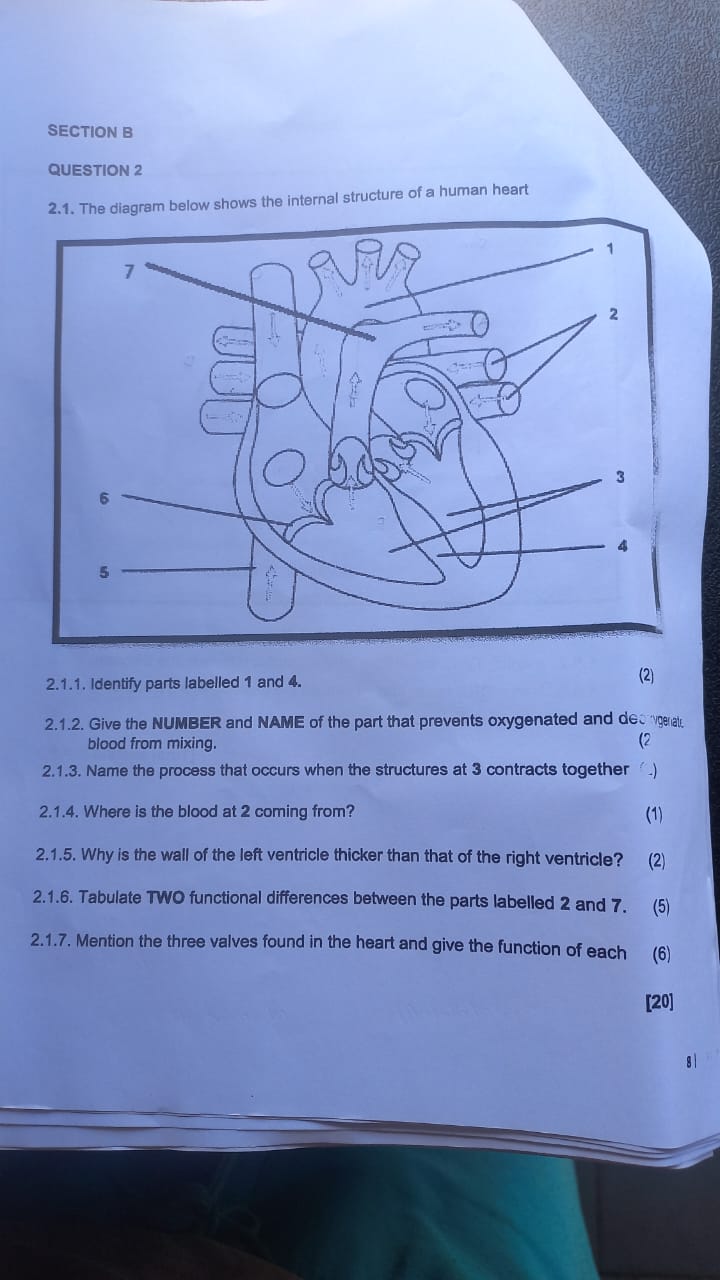 studyx-img