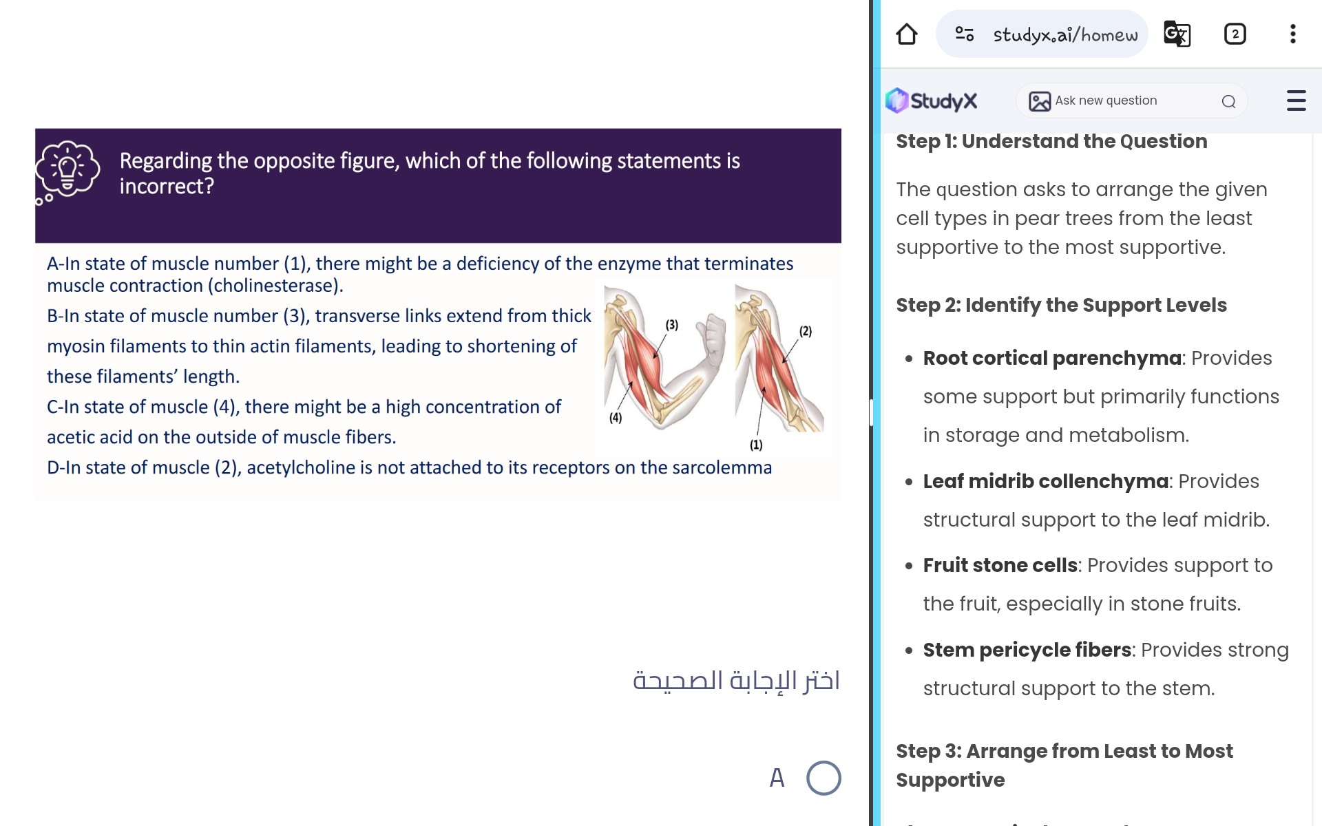 studyx-img