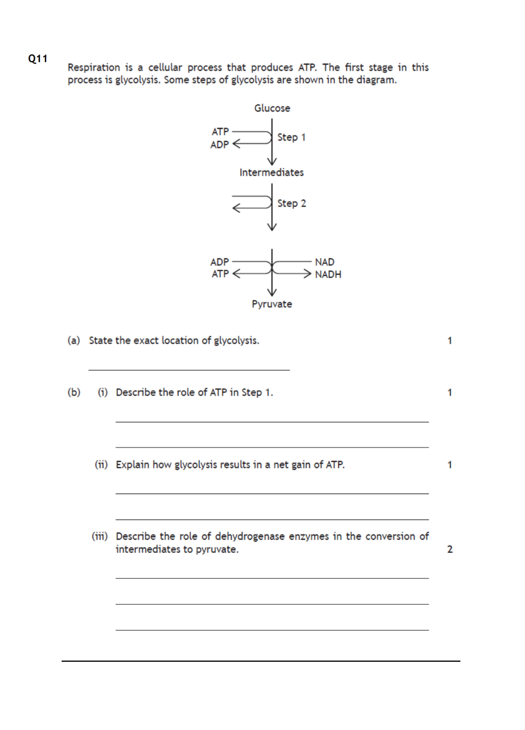 studyx-img