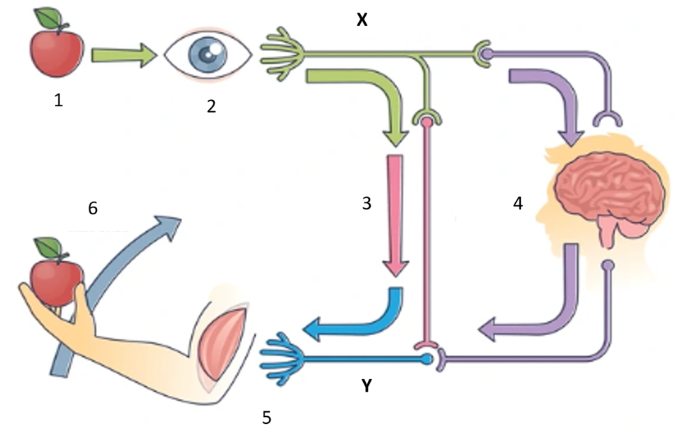 studyx-img