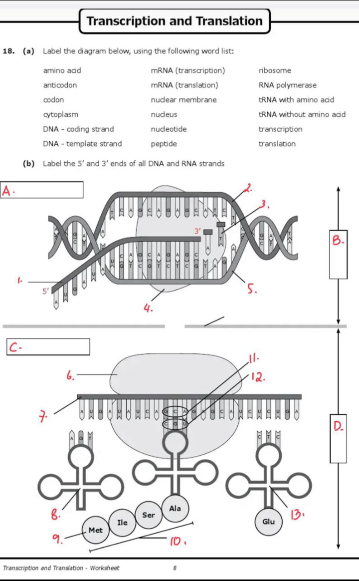 studyx-img