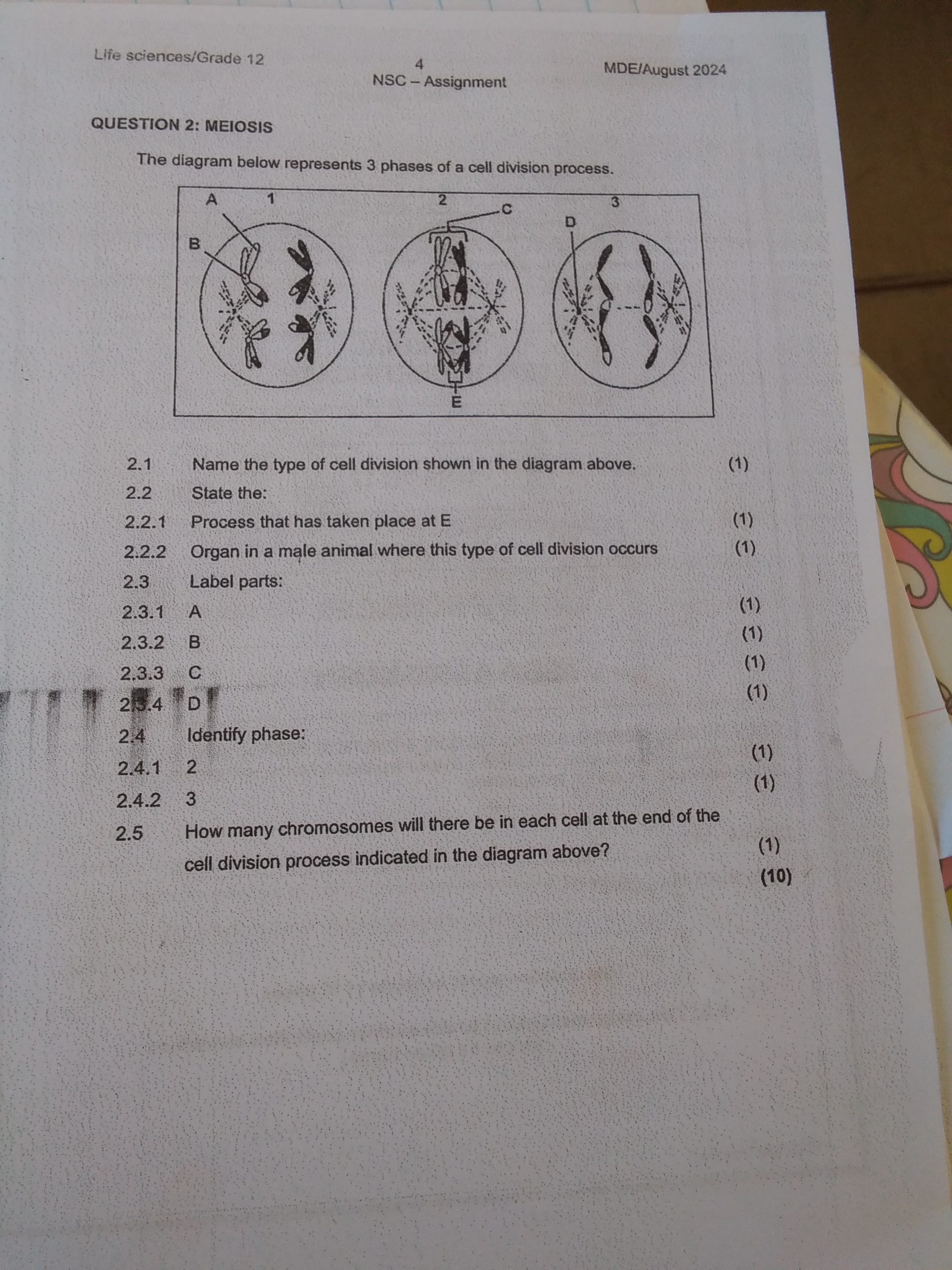 studyx-img