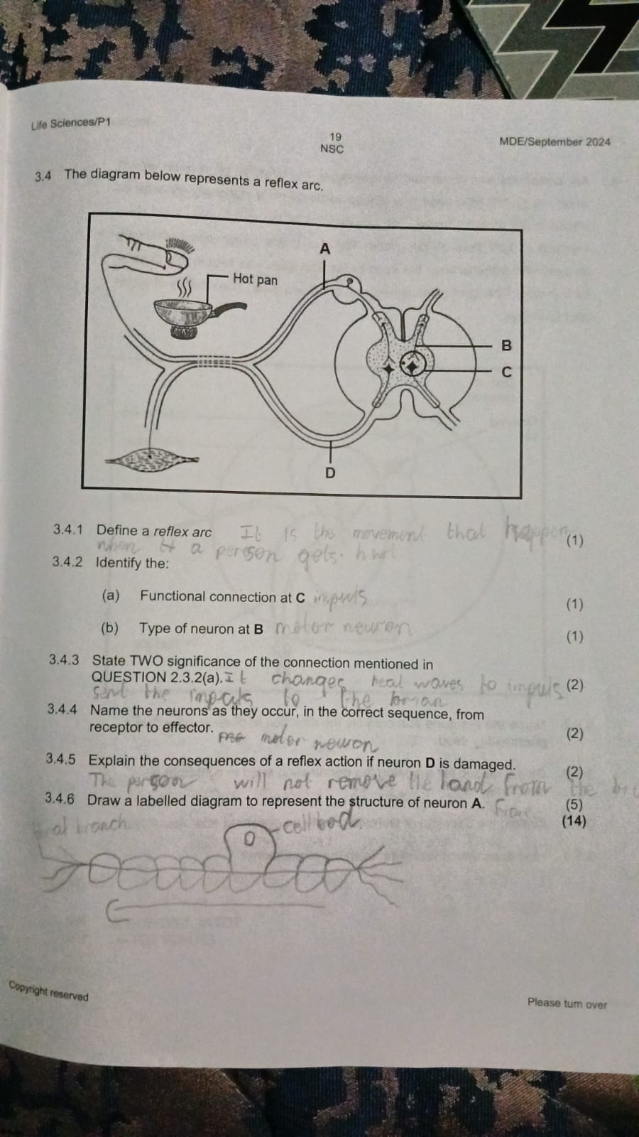 studyx-img