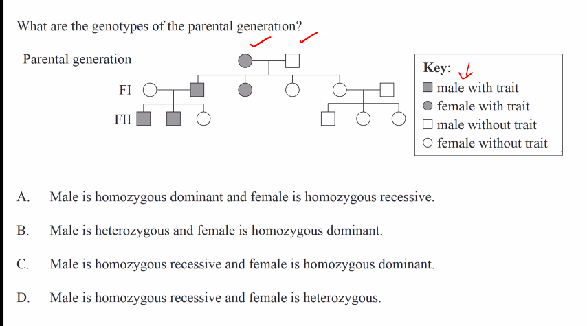 Parent Generation Example What are the genotypes of the parental | StudyX