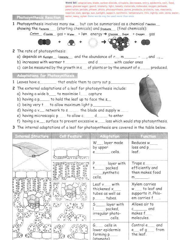 studyx-img