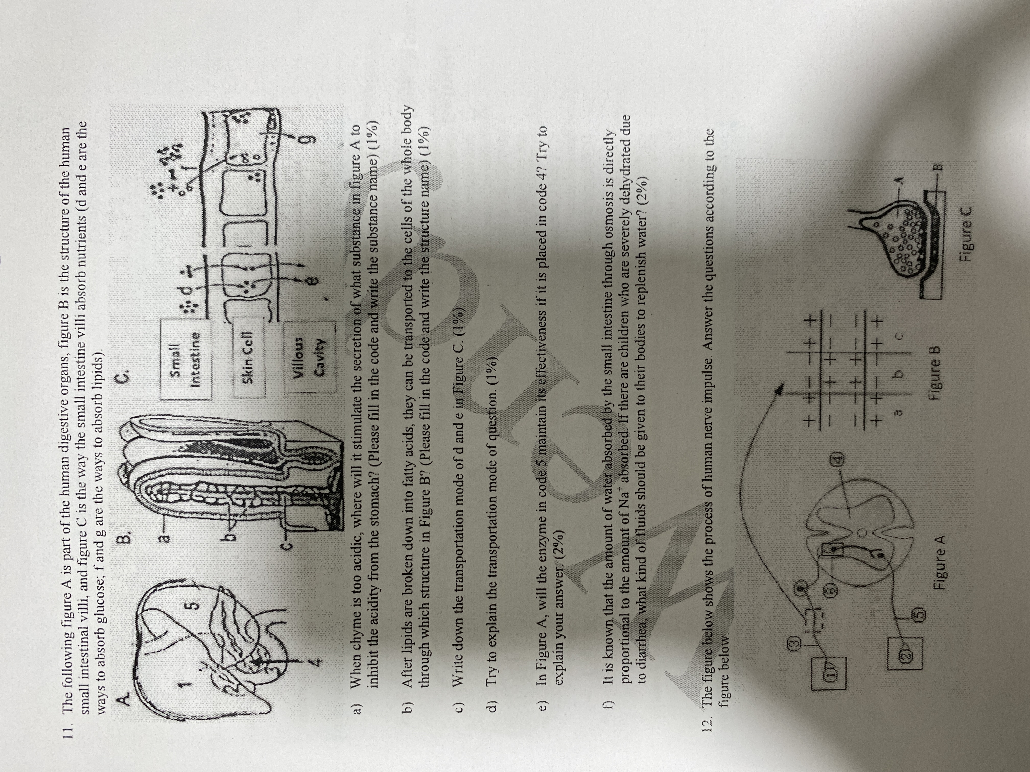 studyx-img