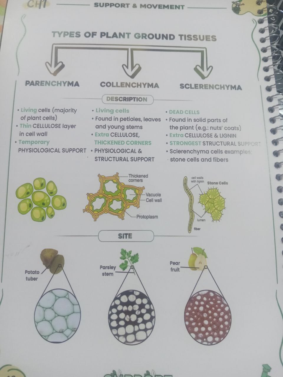 studyx-img