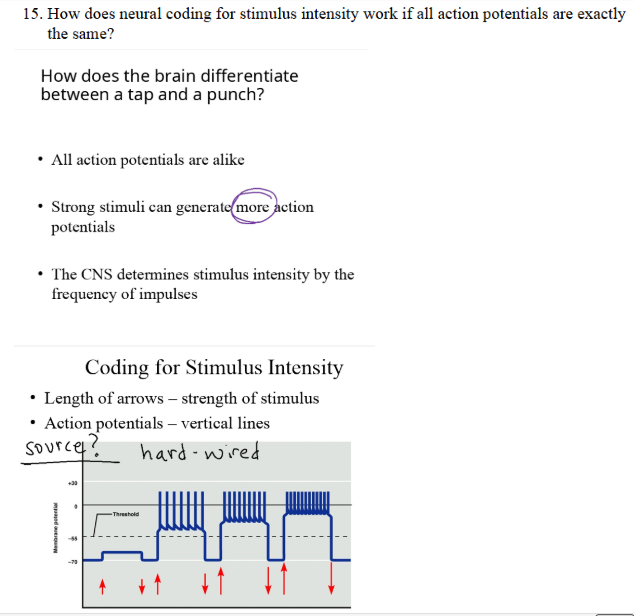 15. How does neural coding for stimulus | StudyX