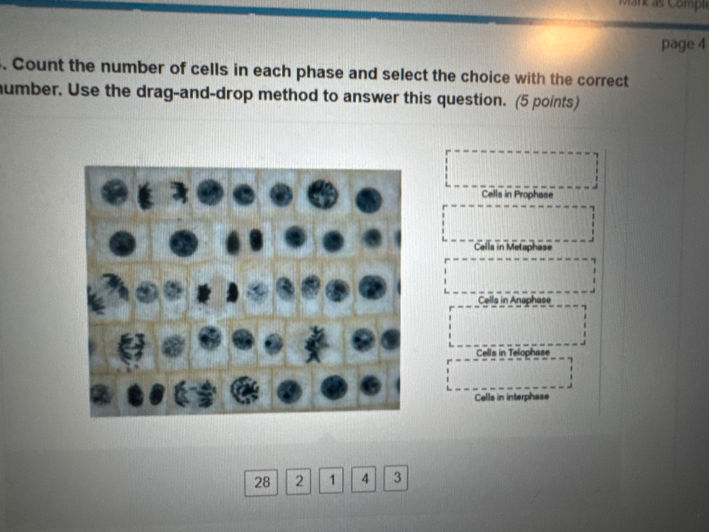 Count the number of cells in each phase and | StudyX