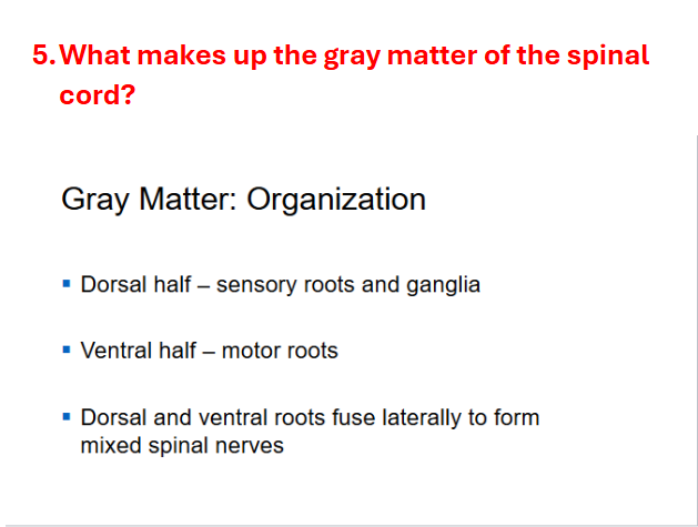 5. What makes up the gray matter of the | StudyX