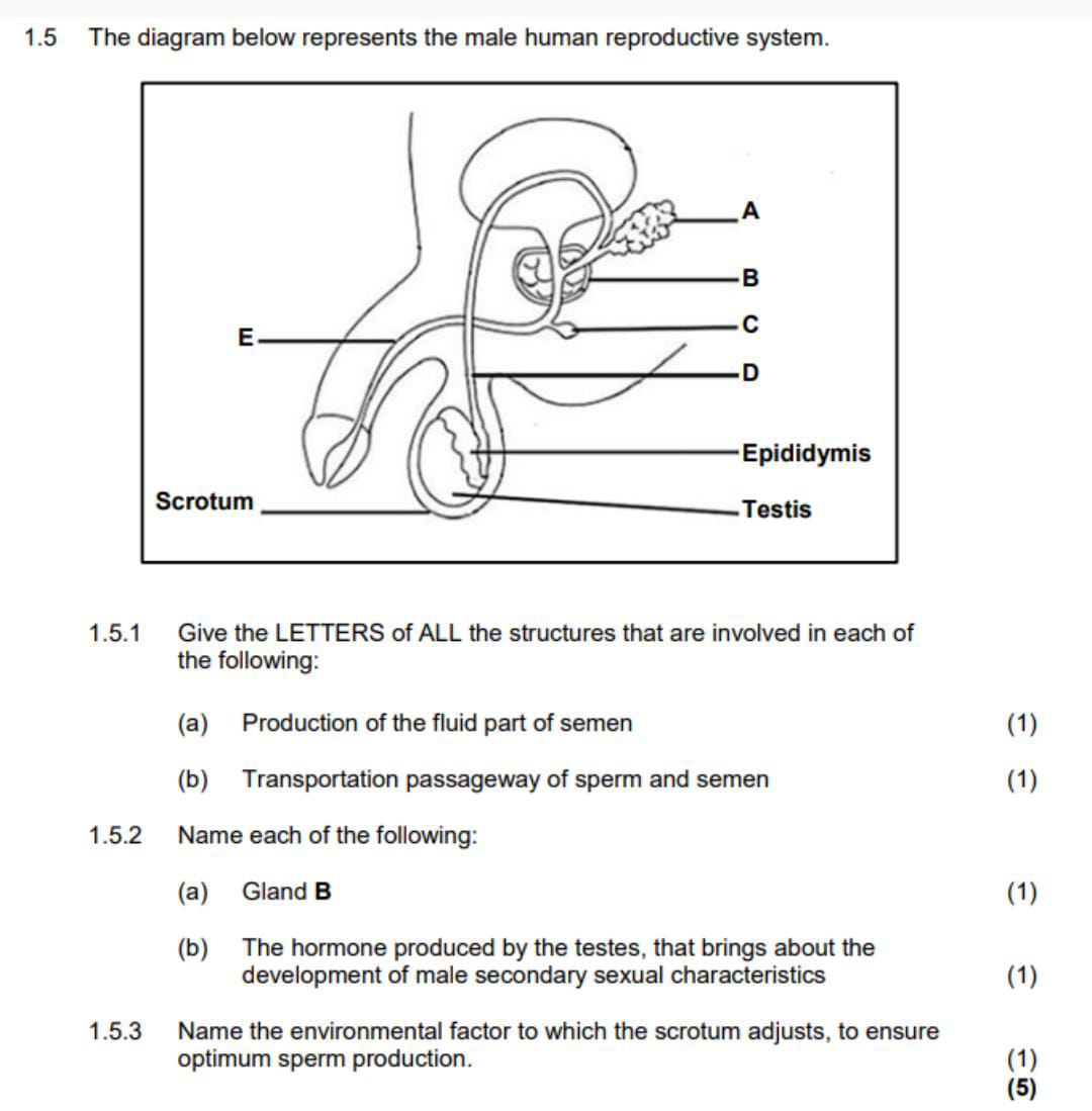 Testosterone Location 1.5 The diagram below represents the male
