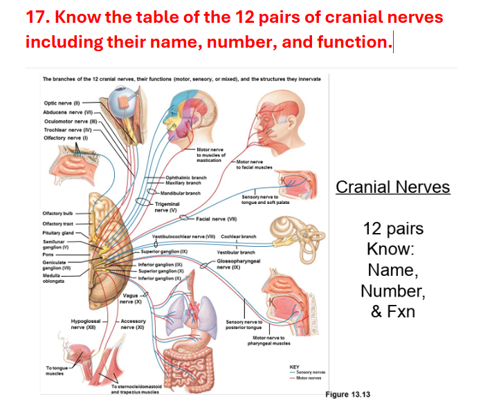 Know the table of the 12 pairs of cranial
