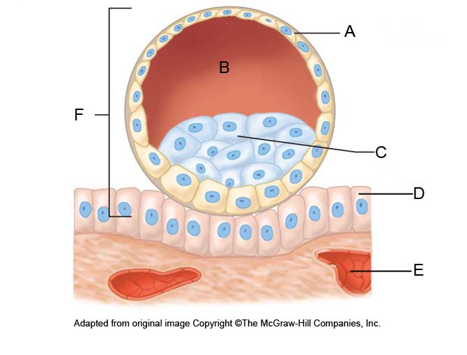 The image shows a diagram of a biological