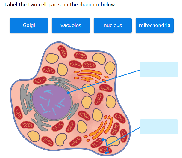 Label the two cell parts on the diagram | StudyX