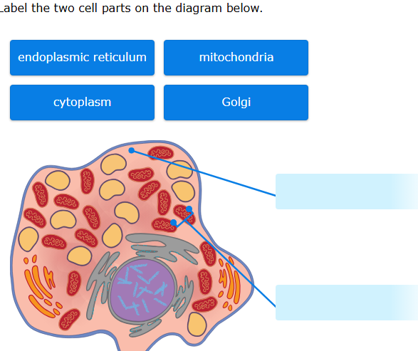 Label the two cell parts on the diagram