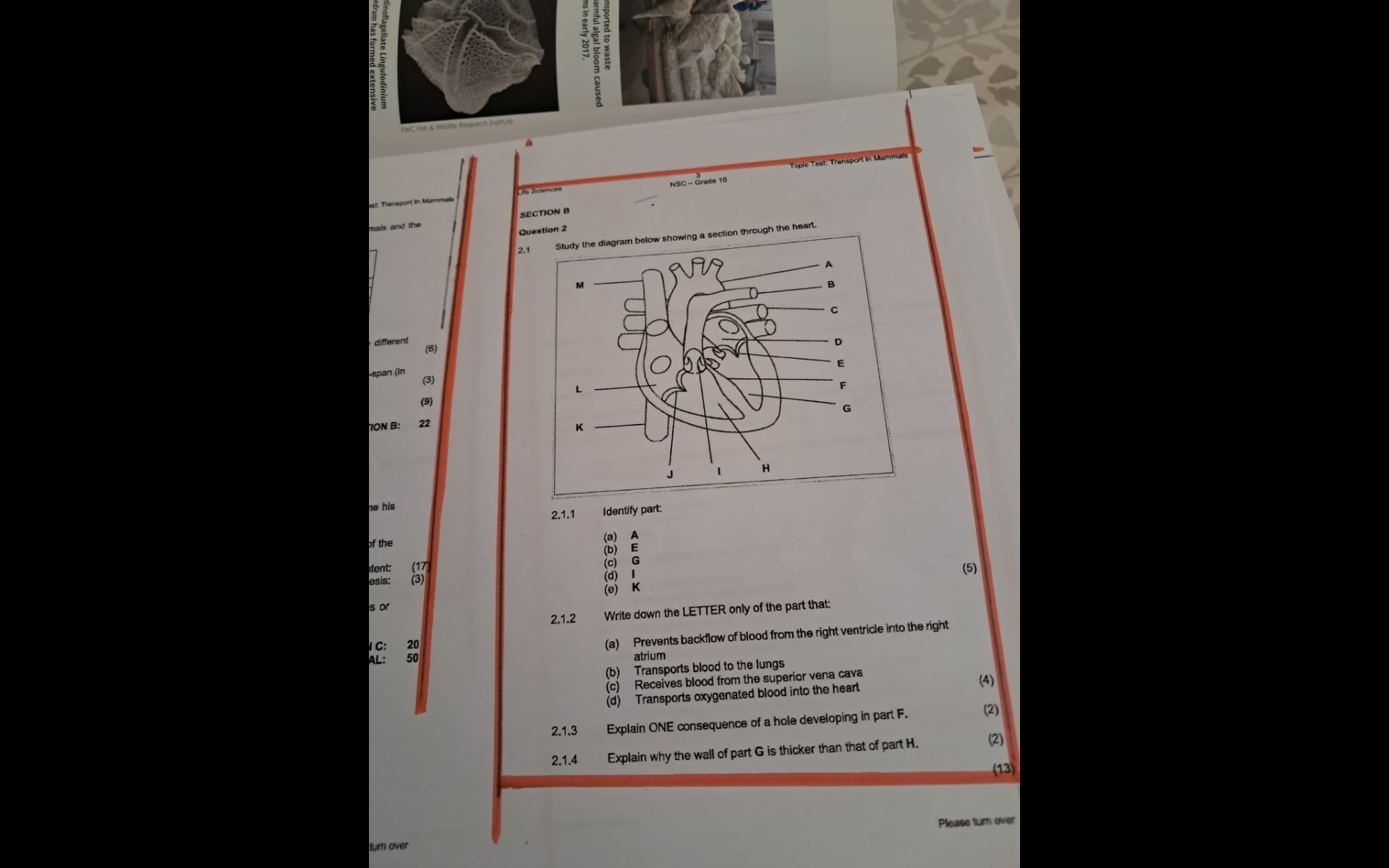 studyx-img