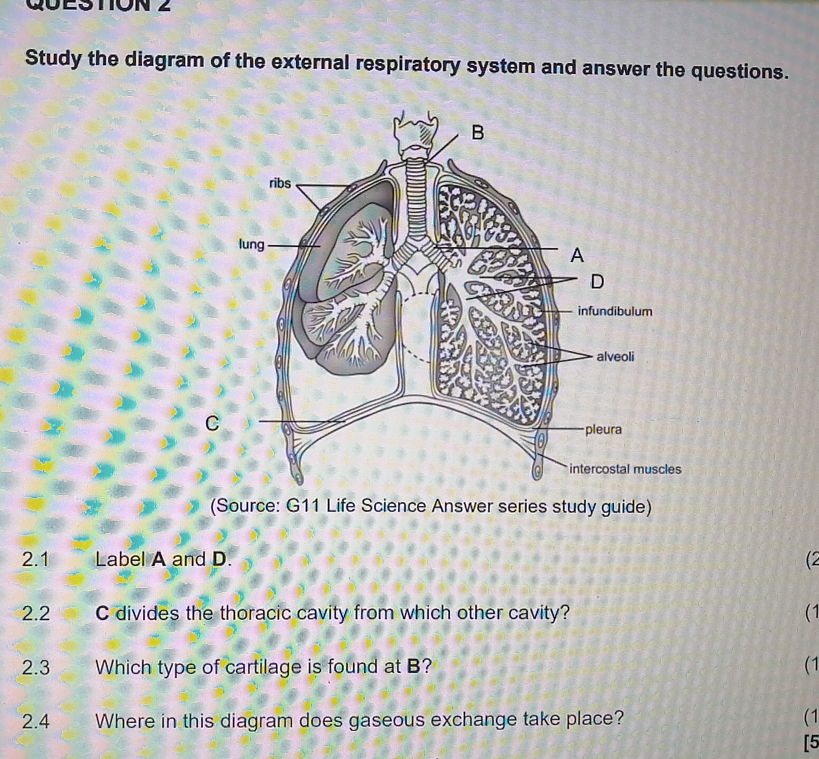 studyx-img