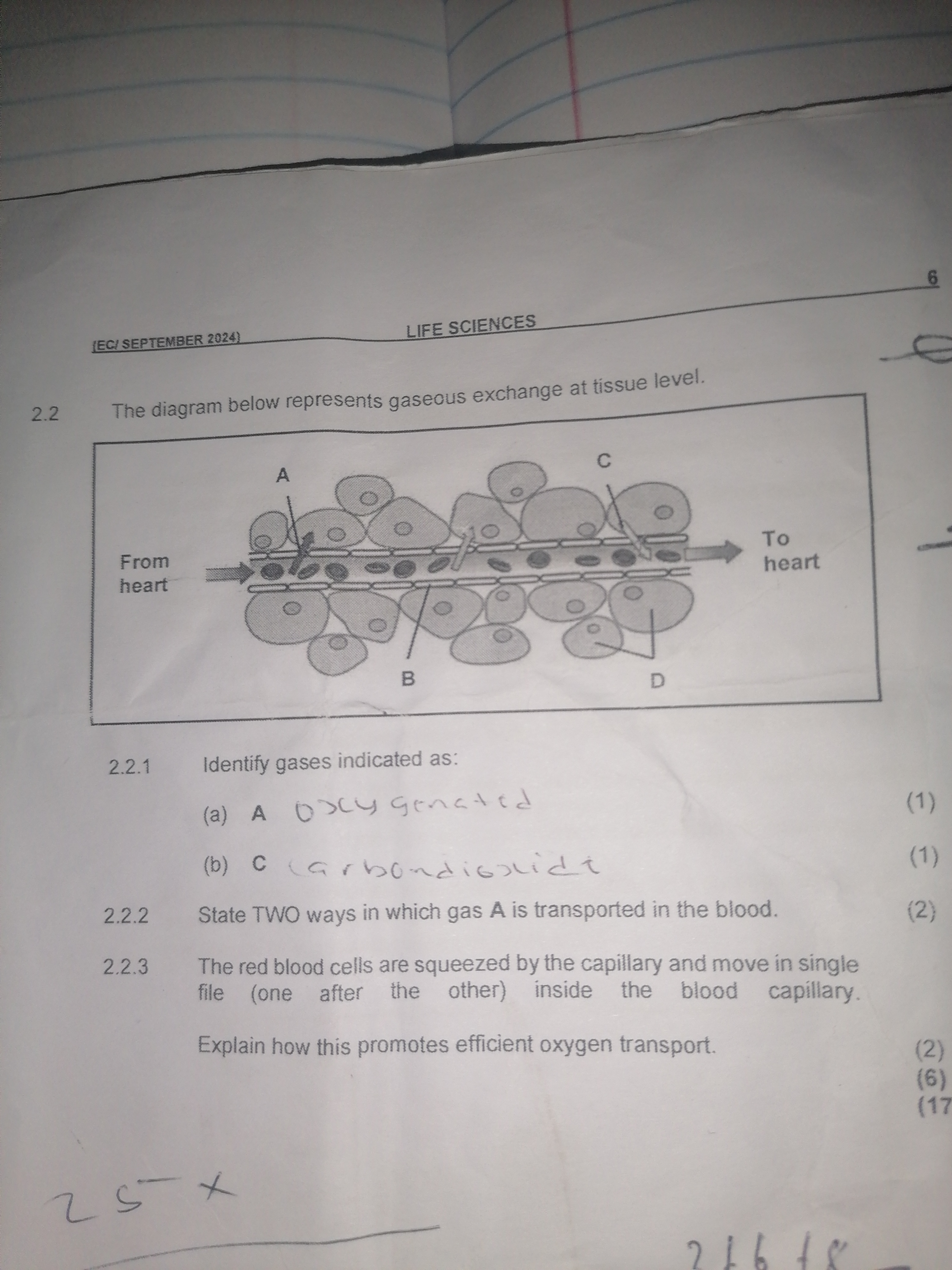 studyx-img