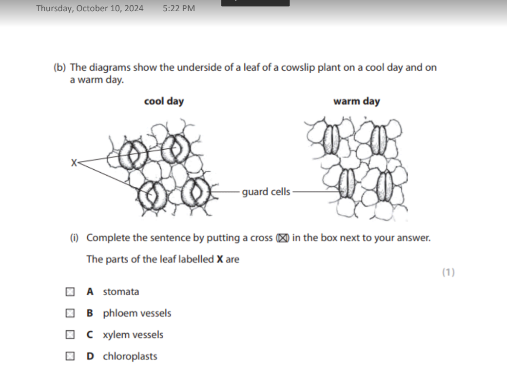 studyx-img