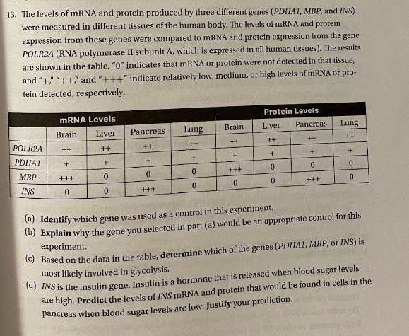 13 The levels of mRNA and protein produced | StudyX