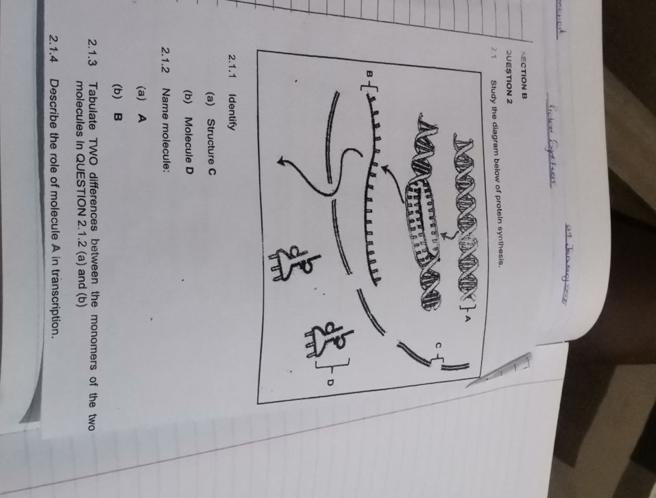 Study the diagram below of protein synthesis | StudyX