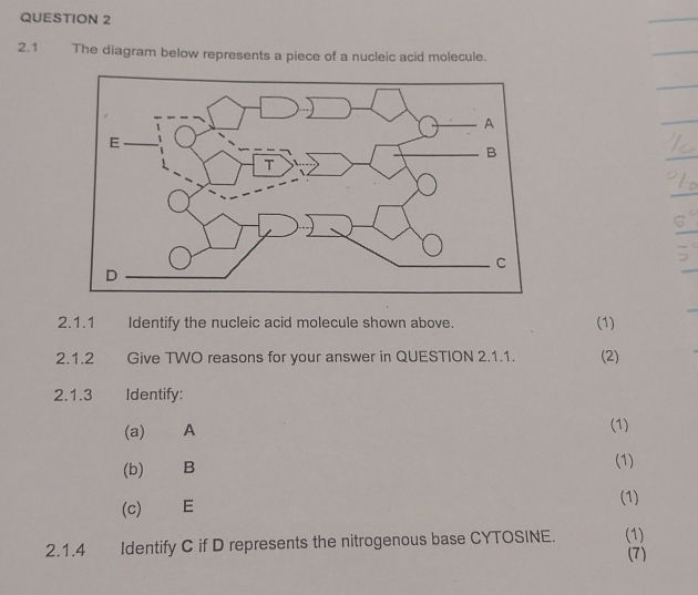 QUESTION 2 21 The diagram below represents a | StudyX