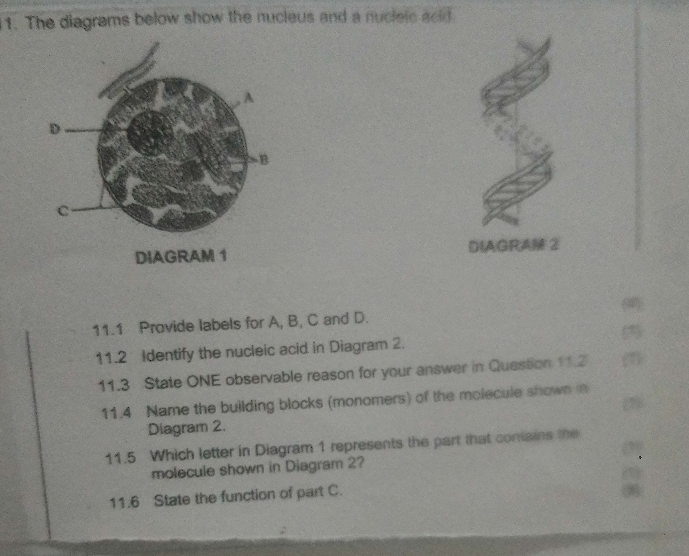 11 The diagrams below show the nucleus and a | StudyX