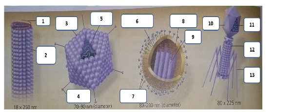 Viruses Label See image for detailsThe image contains | StudyX